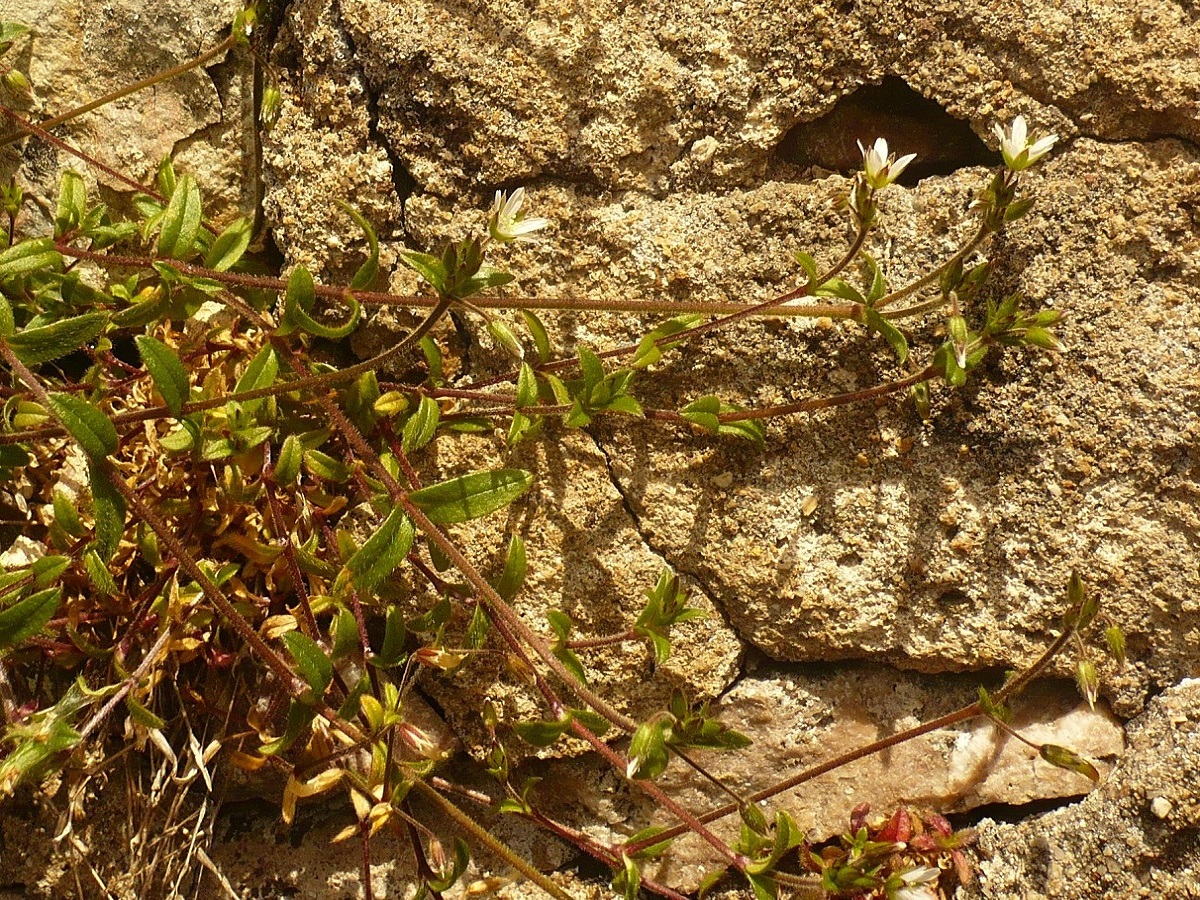Cerastium fontanum subsp. vulgare (Caryophyllaceae)